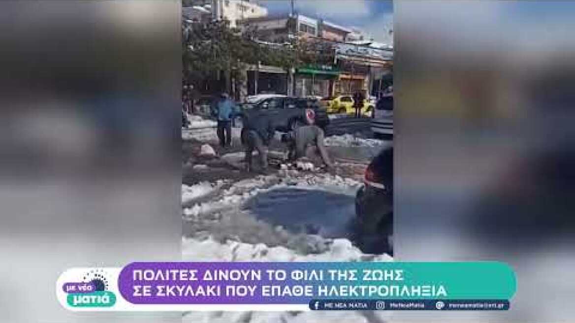 Πολίτες δίνουν το φιλί της ζωής σε σκυλάκι που έπαθε ηλεκτροπληξία | 29/1/22 | ΕΡΤ