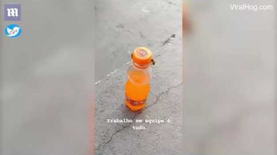 Δείτε τι κάνουν δύο μέλισσες!