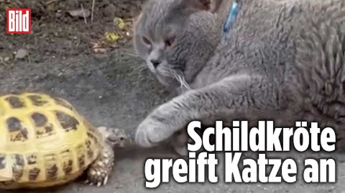 Aggro-Schildkröte attackiert Katze