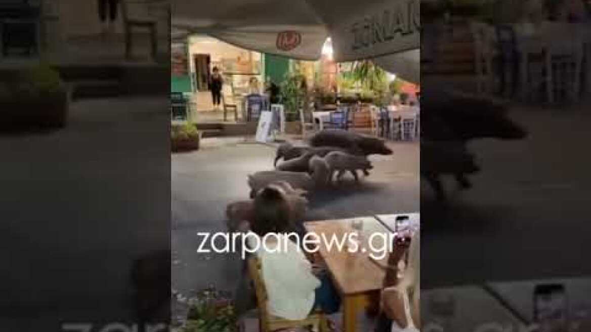 Γουρούνια έκαναν βόλτα στην πλατεία του Βάμου