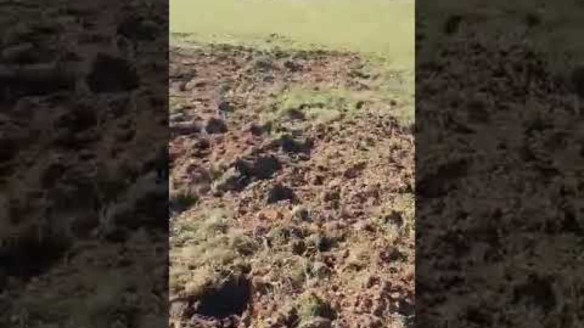 Σέρρες: «Επέλαση» αγριογούρουνων σε χωράφια της Κερκίνης