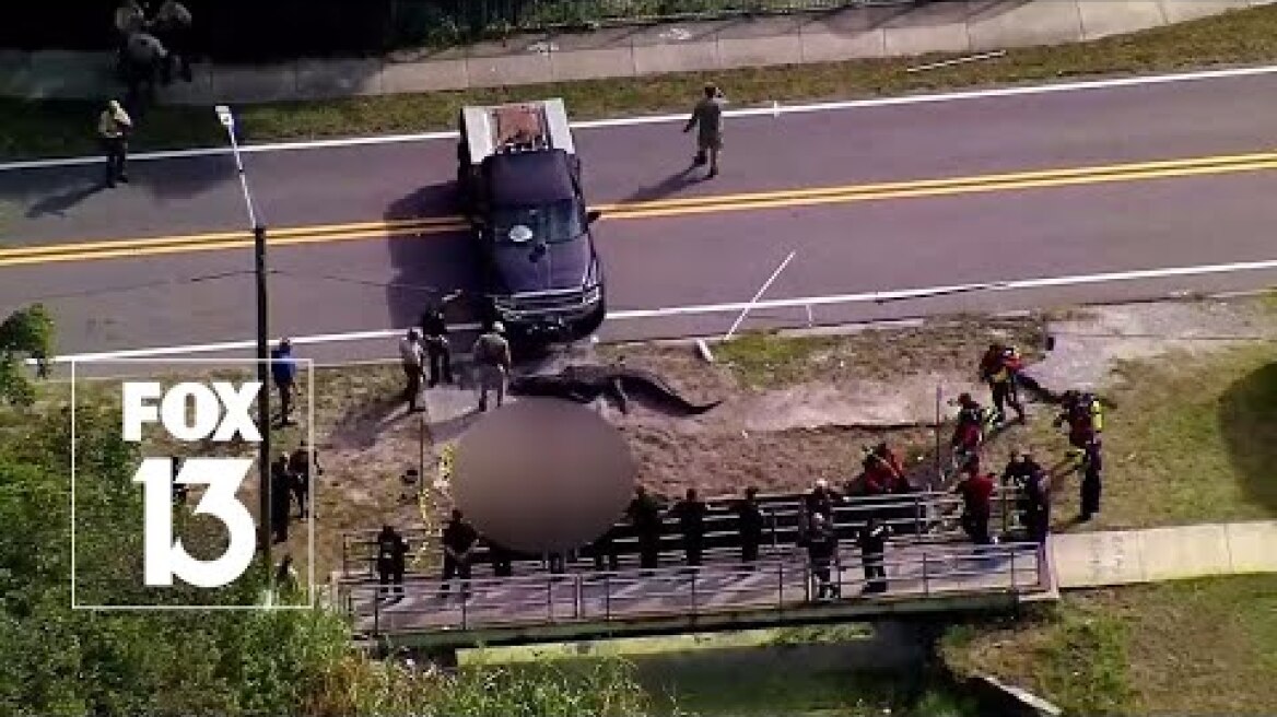 Massive Florida gator involved in death
