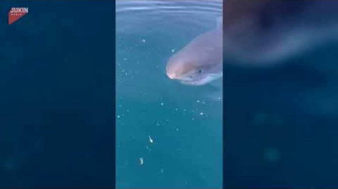 Καρχαρίας επιτίθεται σε σκάφος στη Φλόριντα