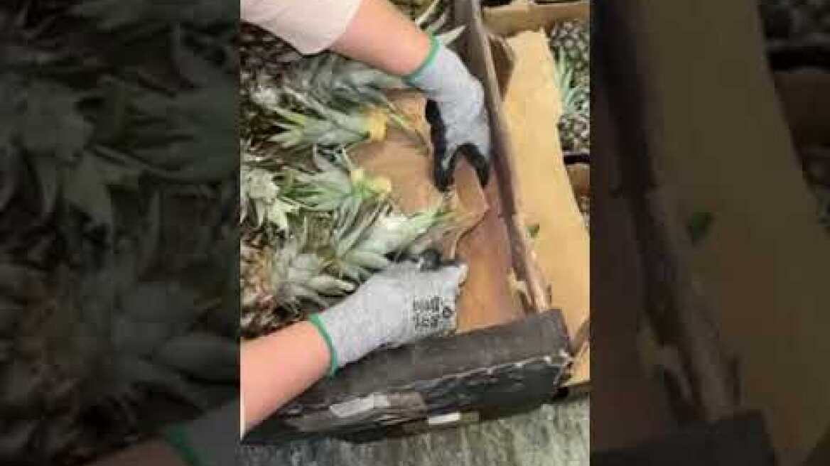 ΑΑΔΕ Εντοπισμός κοκαΐνης