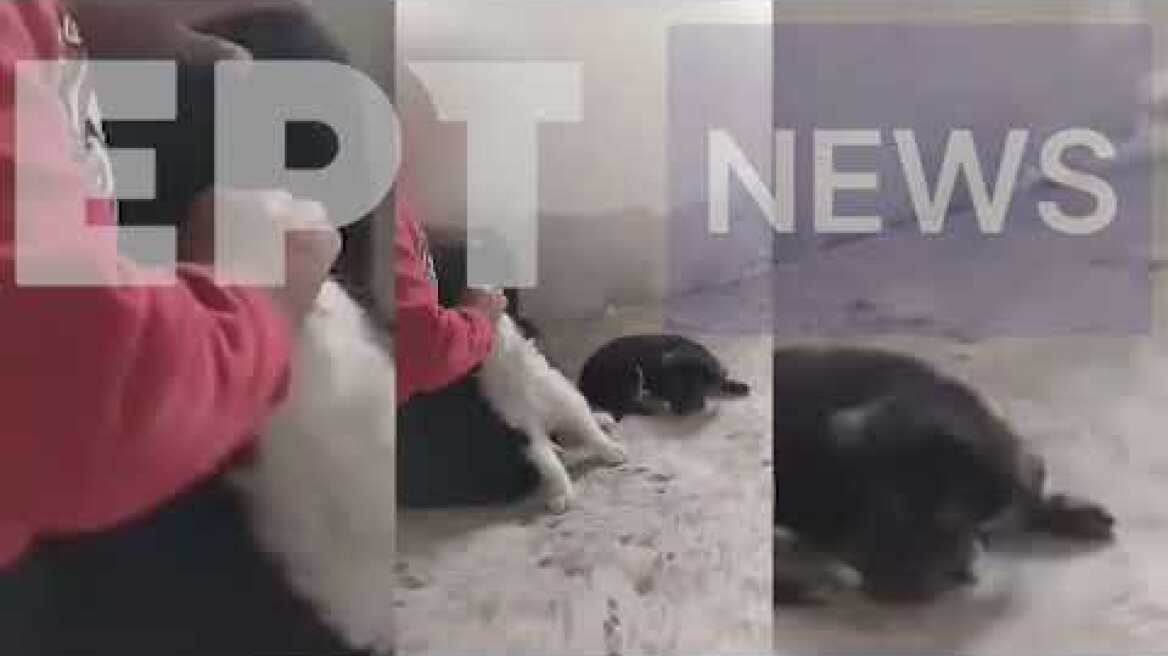 Σοκαριστικό βίντεο κακοποίησης ζώου από μικρό παιδί