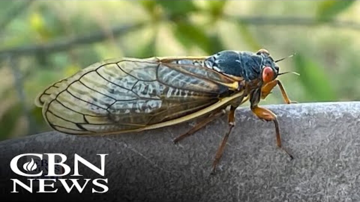 'Cicada-geddon': 17 States to Be Overrun with Trillions of Bugs
