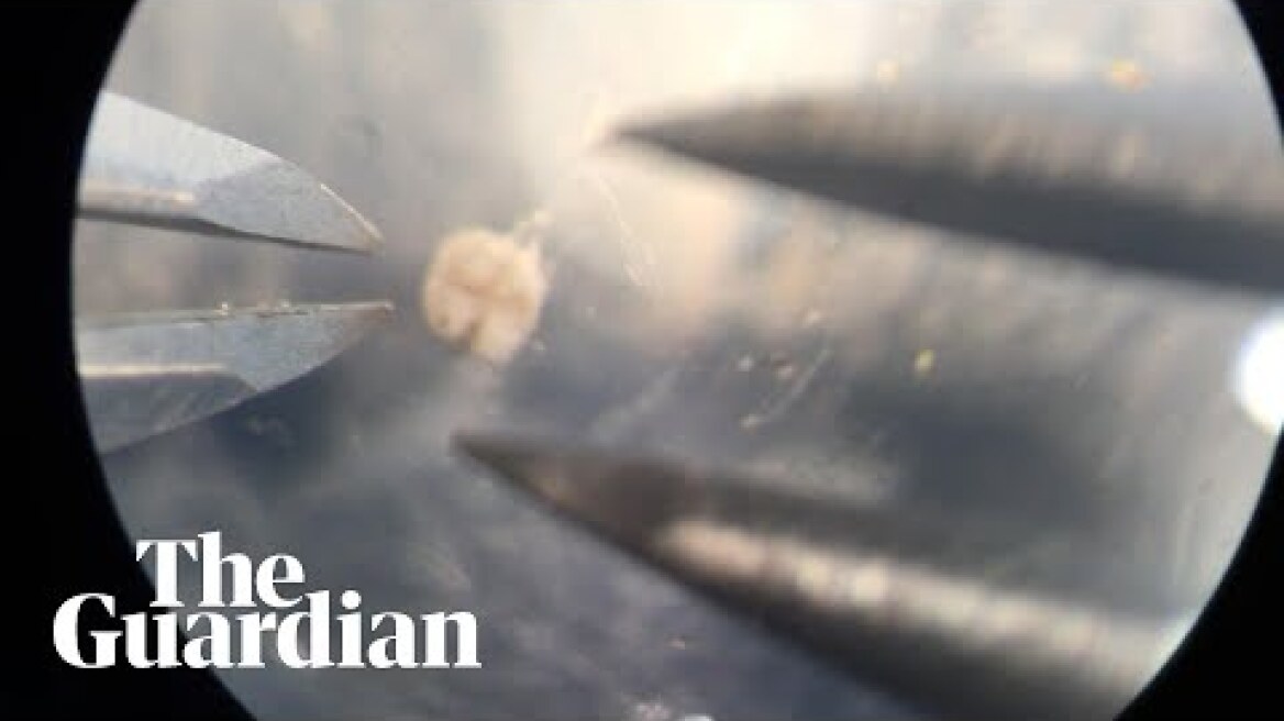 First 'living robots' designed on supercomputer