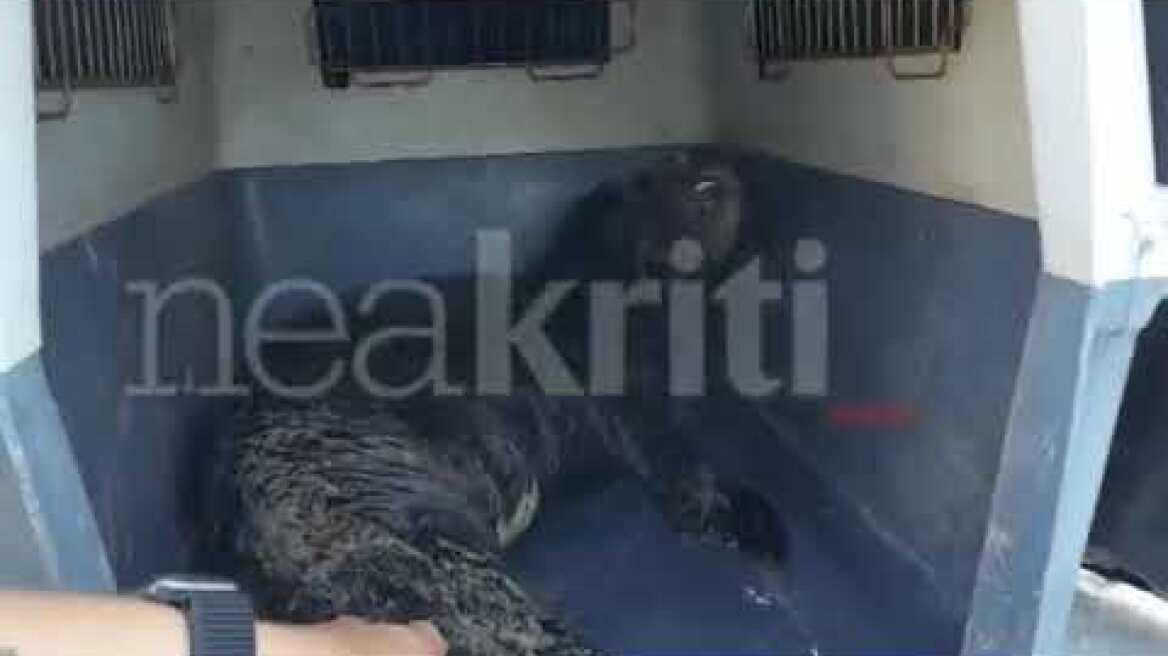 Διάσωση φώκιας στο Λασίθι