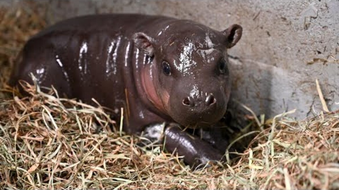 Baby Pygmy Hippo For Christmas