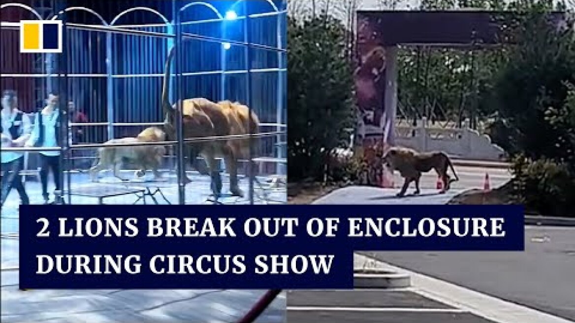 2 lions break out of enclosure during circus show in China