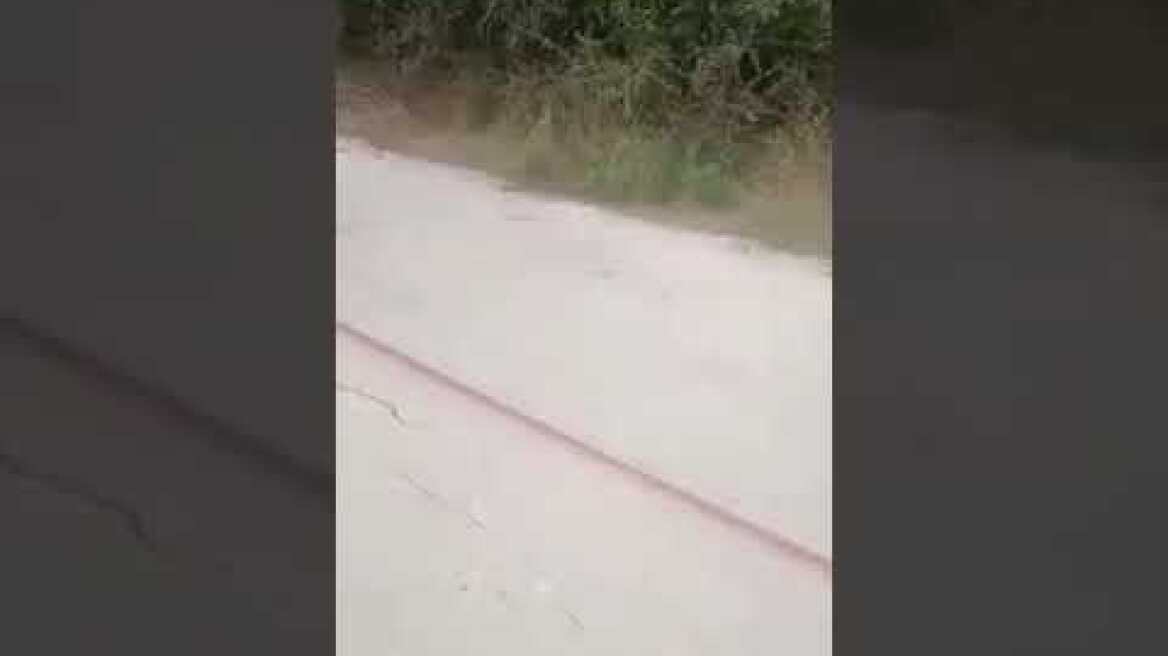 Συνελήφθη ο αντιδήμαρχος Ζίτσας για την κακοποίηση γαϊδάρου