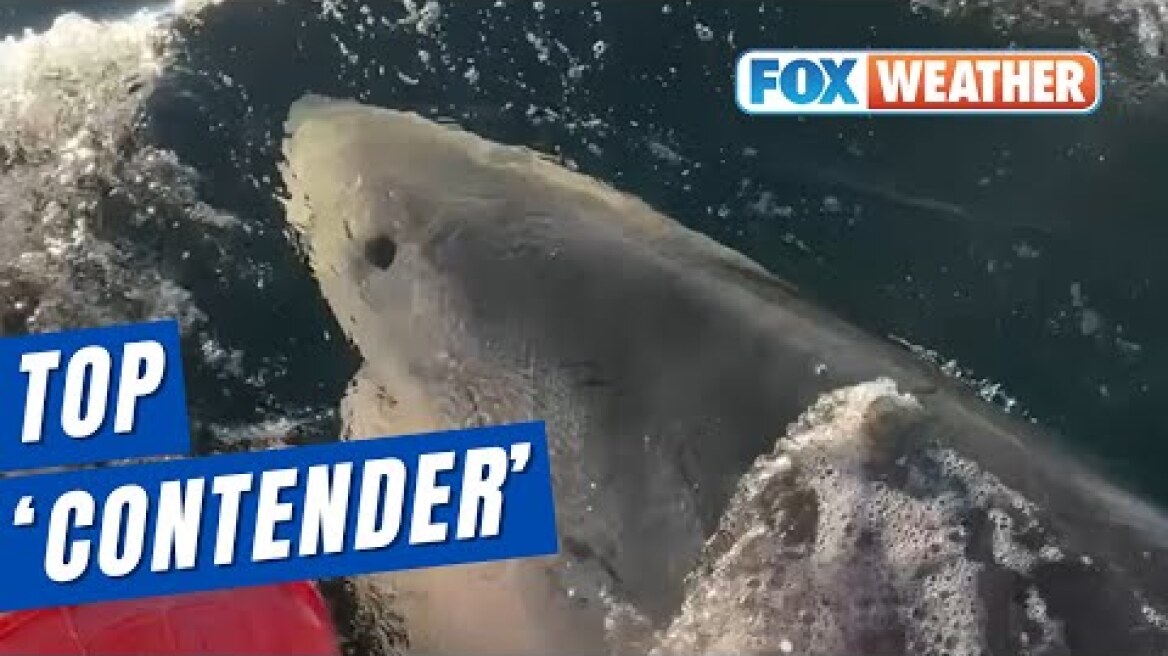 Top 'Contender': Nonprofit OCEARCH Tags Largest Great White Shark On Record In Atlantic