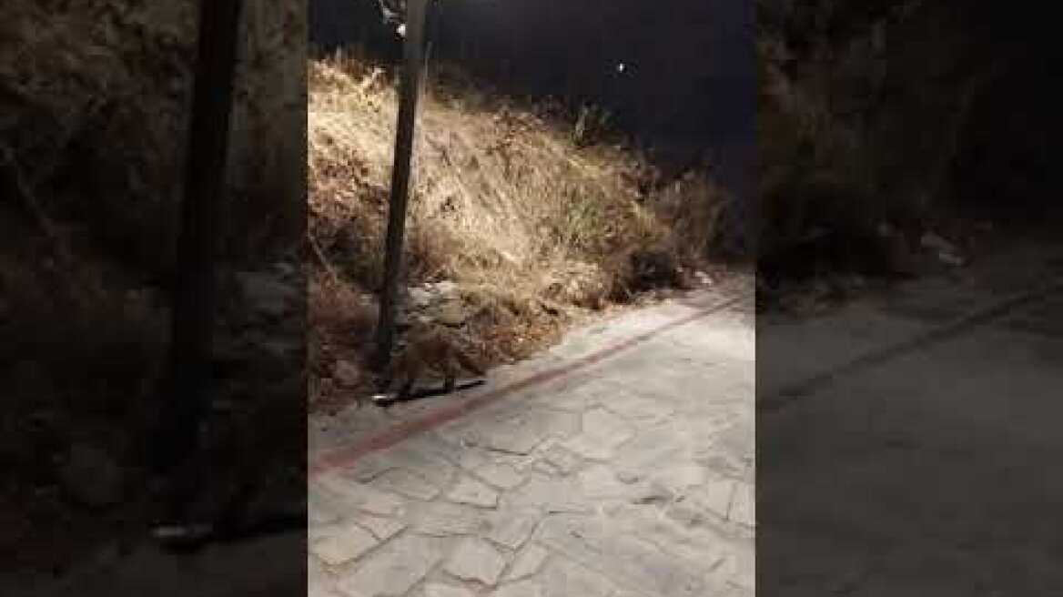 HALKIDIKINEWS - Αλεπού κάνει βόλτες στη Νικήτη