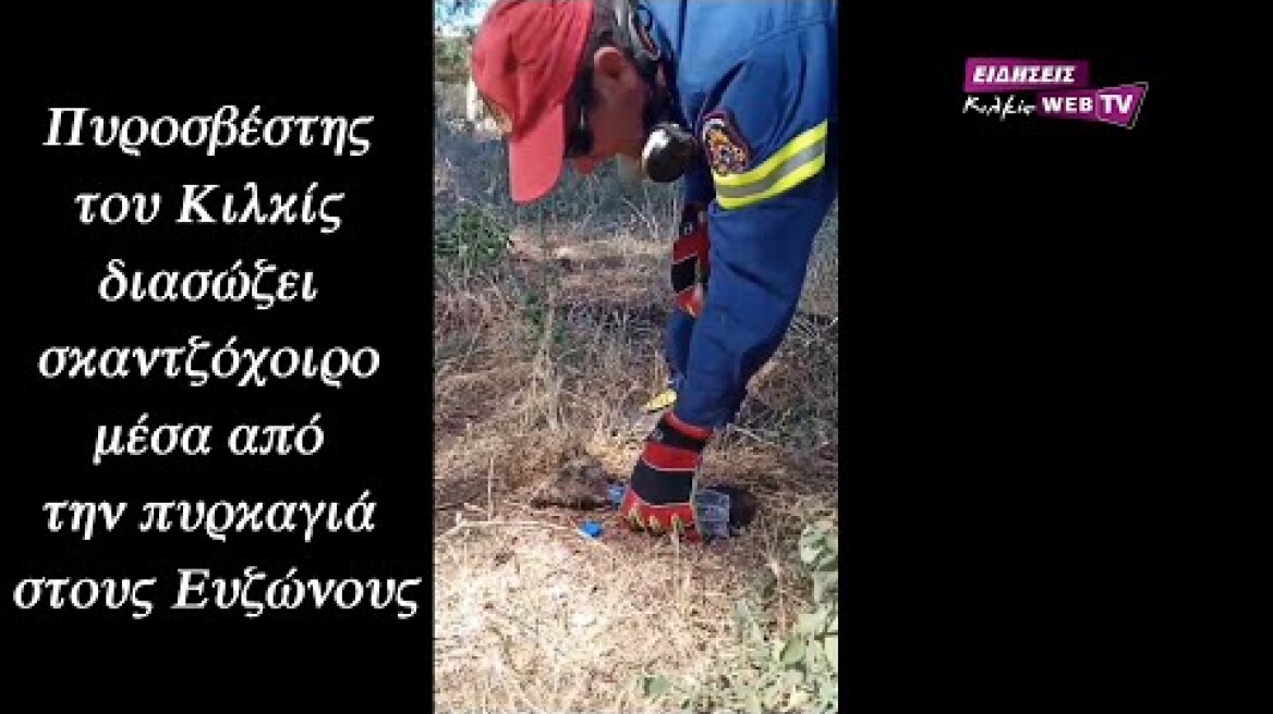 Πυροσβέστης του Κιλκίς διασώζει σκαντζόχοιρο μέσα από την πυρκαγιά στους Ευζώνους - Eidisis.gr webTV