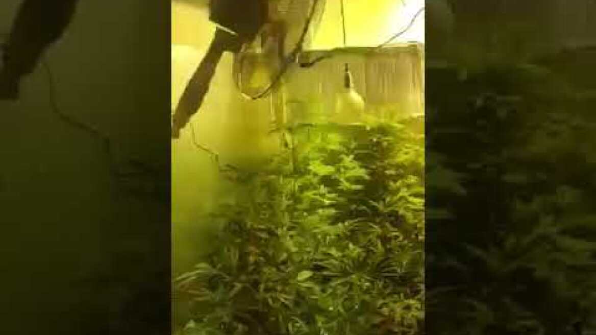 Εντοπισμός εργαστηρίου υδροπονικής καλλιέργειας δενδρυλλίων κάνναβης στην Αρτέμιδα