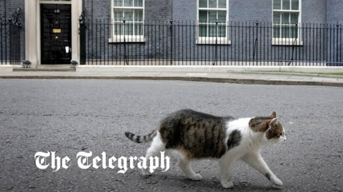 Larry the cat chases off fox outside No 10 downing street