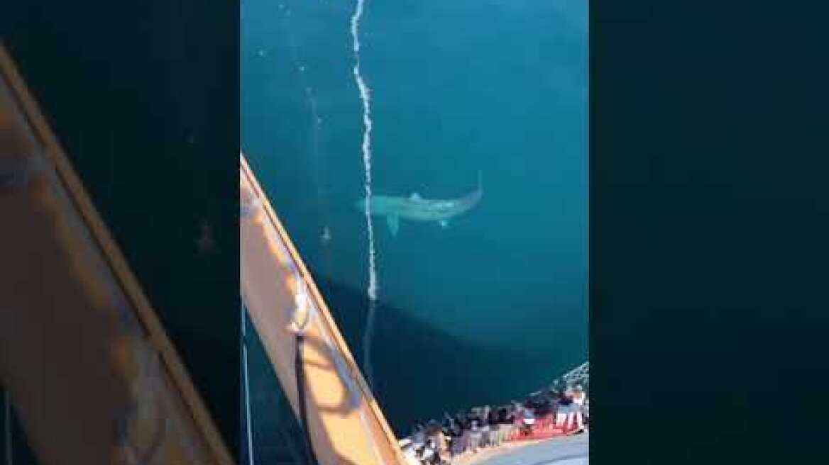 Γιγάντιος Καρχαρίας