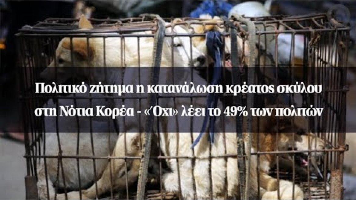 Πολιτικό ζήτημα η κατανάλωση κρέατος σκύλου στη Νότια Κορέα - «Όχι» λέει το 49% των πολιτών