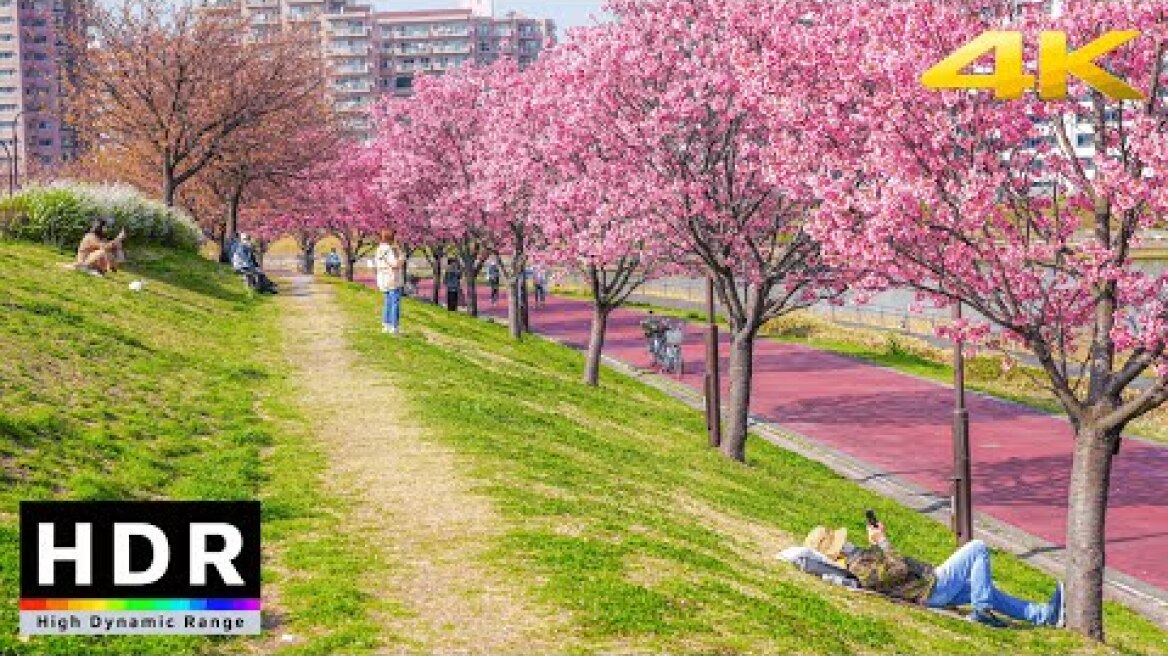 【4K HDR】Tokyo Cherry Blossoms 2021 - Sumida River Sakura - Minami-Senju