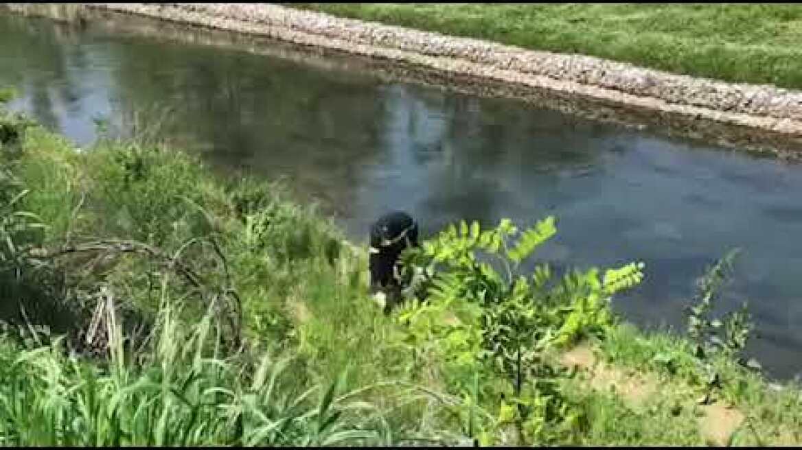 Διάσωση σκυλιού