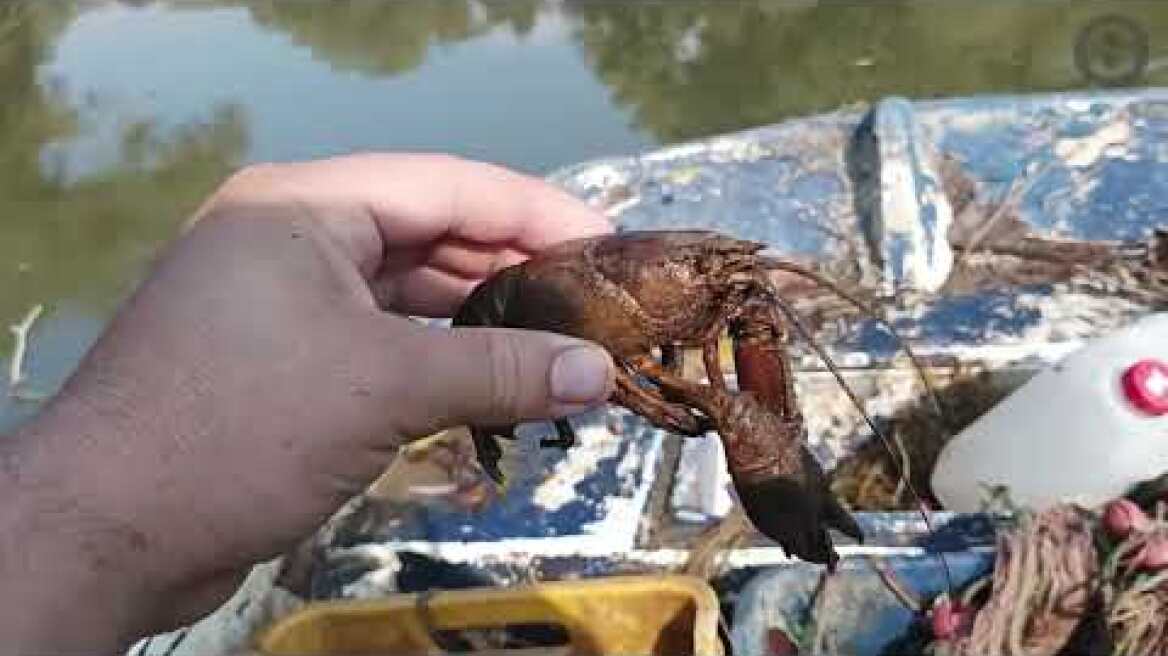 Γέμισε με καραβίδες ο Πηνειός – Το αποκάλυψε ένας ερασιτέχνης ψαράς