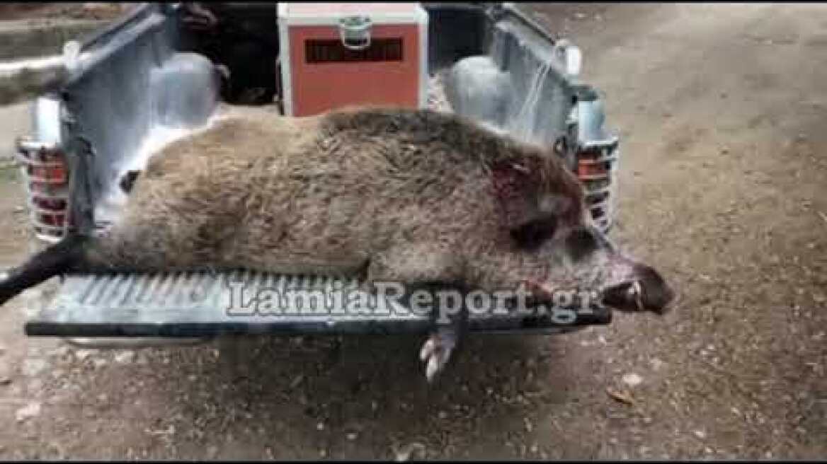 Τεράστιο αγριογούρουνο που κατέστρεφε καλλιέργειες, θήρα συνεργείου δίωξης