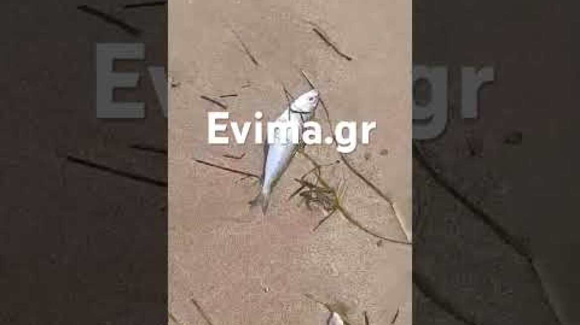 Παραλία της Εύβοιας γέμισε με νεκρά ψάρια