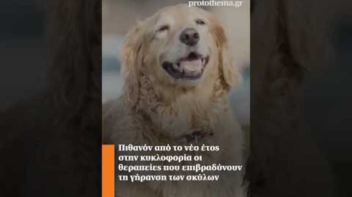Πιθανόν από το νέο έτος στην κυκλοφορία οι θεραπείες που επιβραδύνουν τη γήρανση των σκύλων