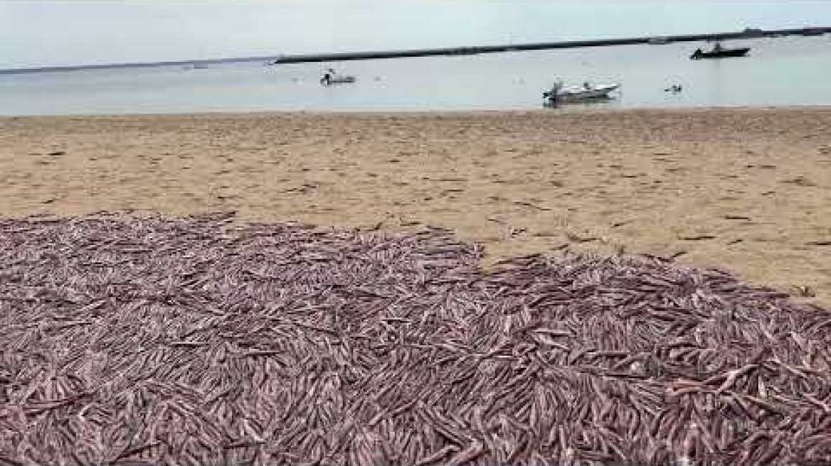 Thousands of dead squid wash up in Provincetown, Massachusetts 
