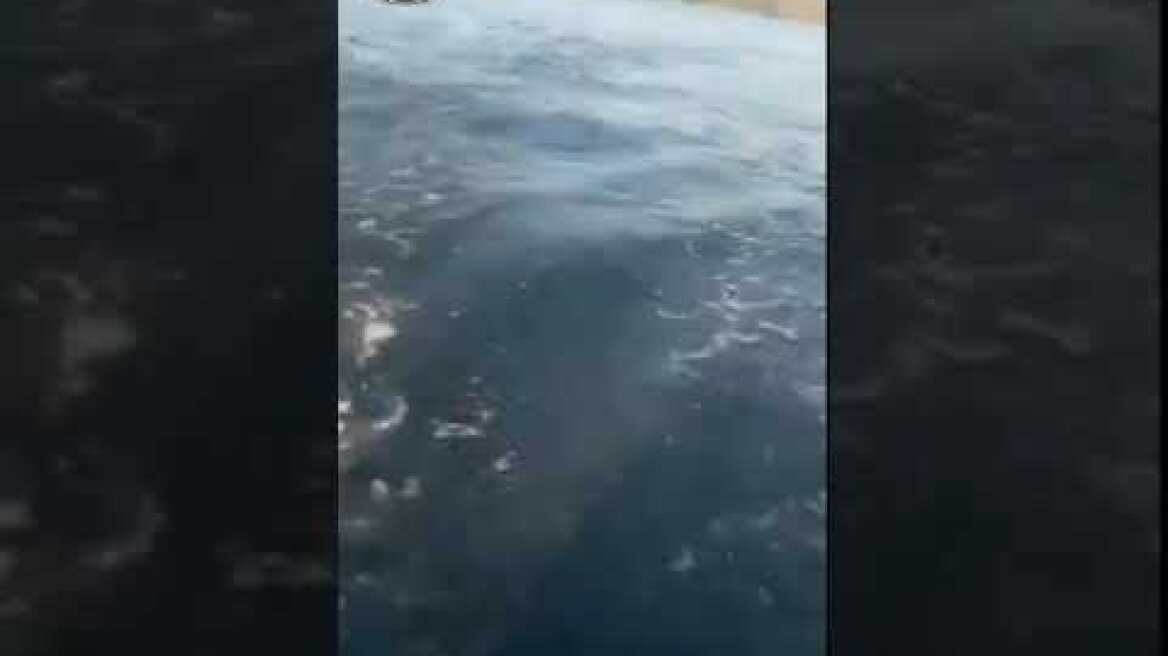 Απίστευτο !!!! Λύκος στην θάλασσα!!! Τρίκερι Μαγνησίας wolf into the sea!!! Greece