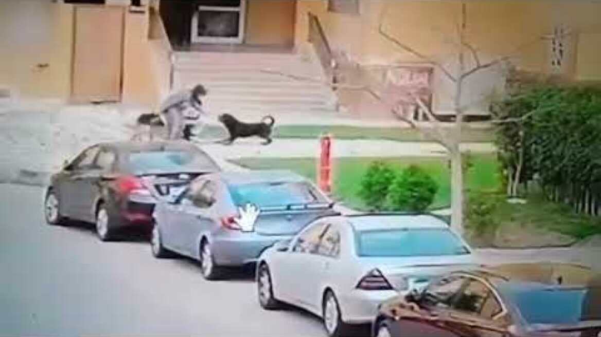 Frightening moment woman saves child from vicious dog attack