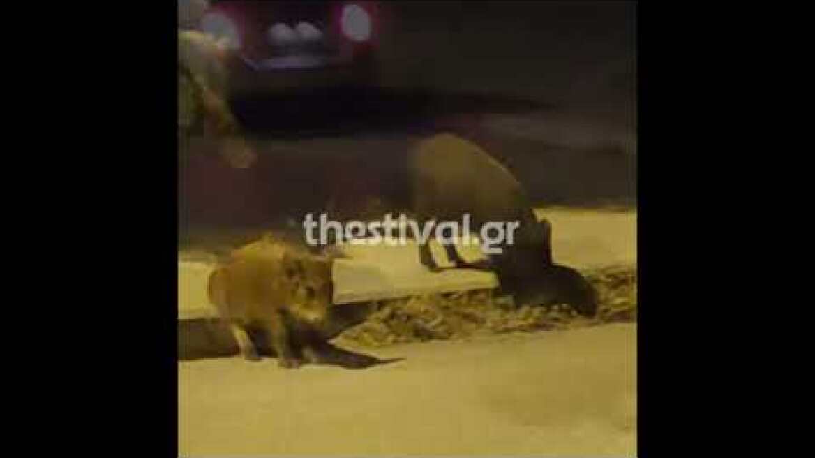 Thestival.gr Αγριογούρουνα στο Ρετζίκι