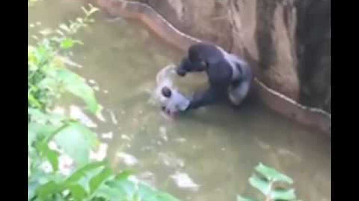 FULL VIDEO: Boy falls into Gorilla World exhibit at Cincinnati Zoo (RIP Harambe)