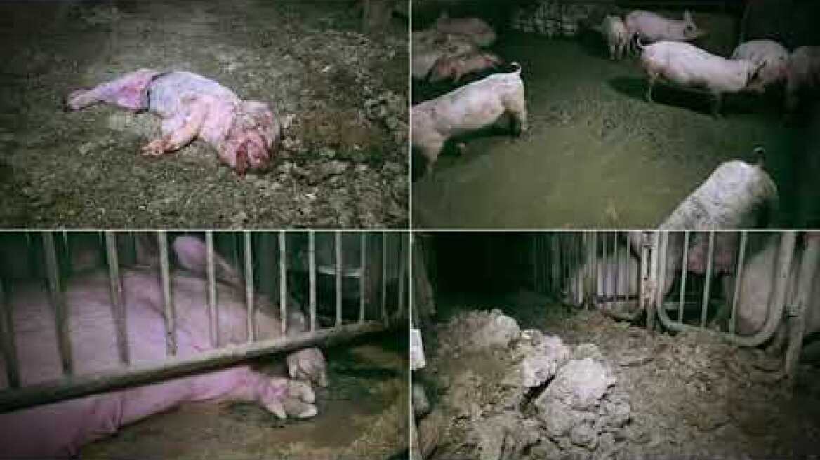 «Μια υπόσχεση στα ζώα»