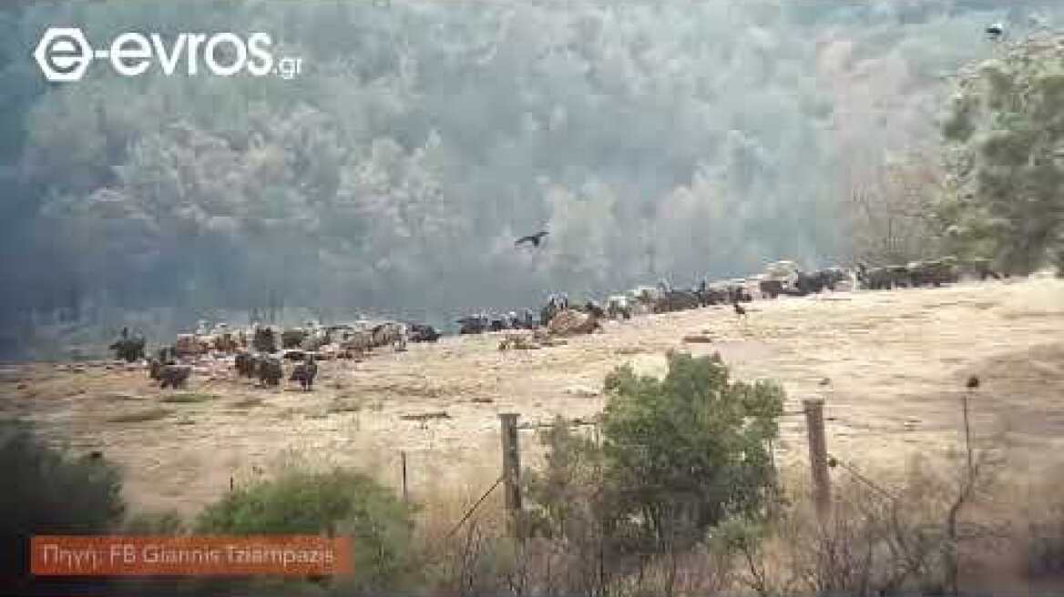 Συγκίνηση & Αισιοδοξία: Τα πουλιά του δάσους της Δαδιάς δεν έφυγαν ποτέ