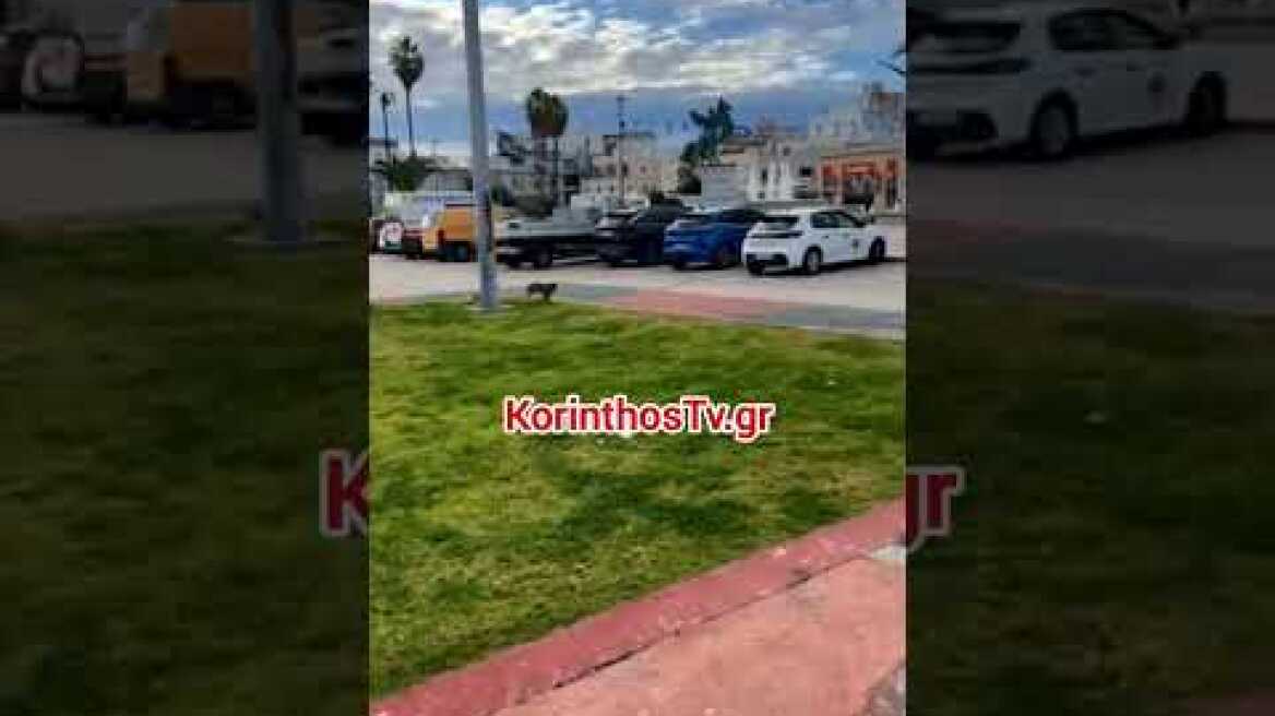 Αλεπού στο λιμάνι της Κορίνθου