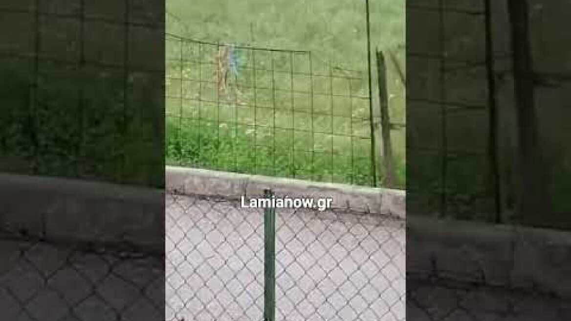 Lamianow.gr : Σφοδρή χαλαζόπτωση στην Σπερχειάδα
