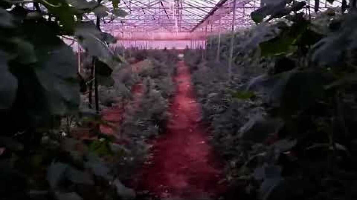 Αστυνομική επιχείρηση σε Ηράκλειο και Ρέθυμνο. Εντοπίστηκε θερμοκήπιο με 744 δενδρύλλια κάνναβης.