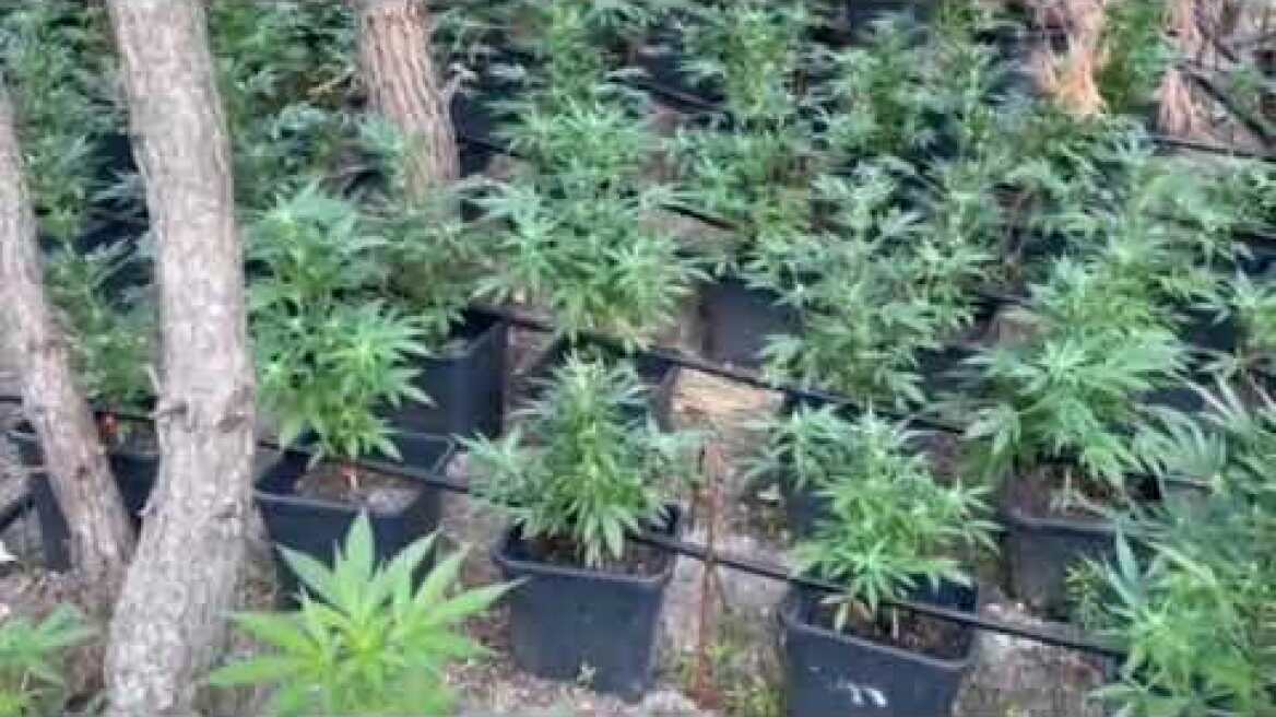 25-06-2021:Εξάρθρωση εγκληματικής οργάνωσης που δραστηριοποιούνταν στην καλλιέργεια κάνναβης