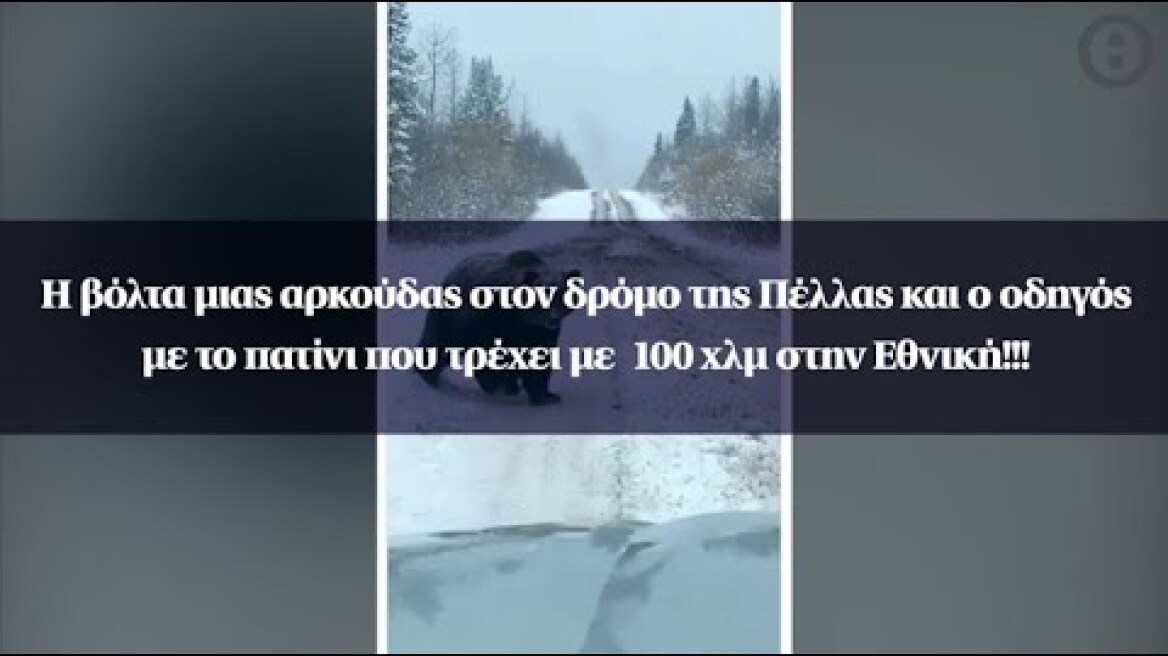 Η βόλτα μιας αρκούδας στον δρόμο της Πέλλας και ο οδηγός με το πατίνι που τρέχει με 100 χλμ!!!