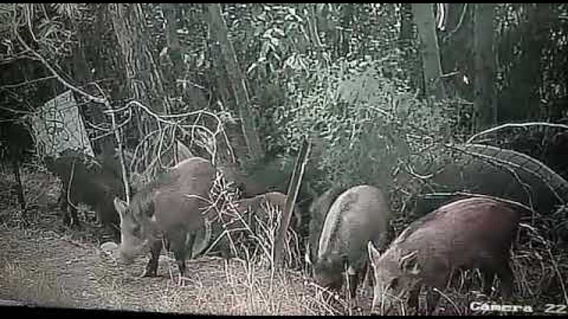 Τα γουρουνάκια της Εκάλης