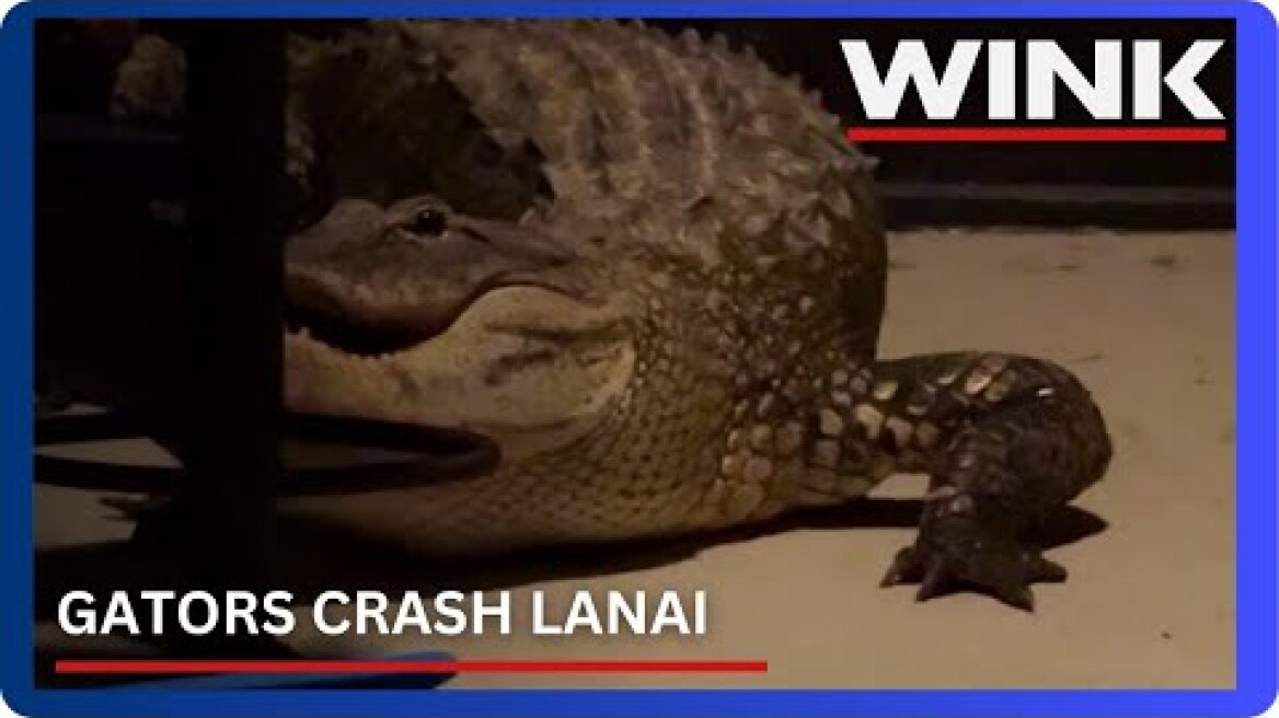 Southwest Florida mom mistakes fighting alligators for home intruder