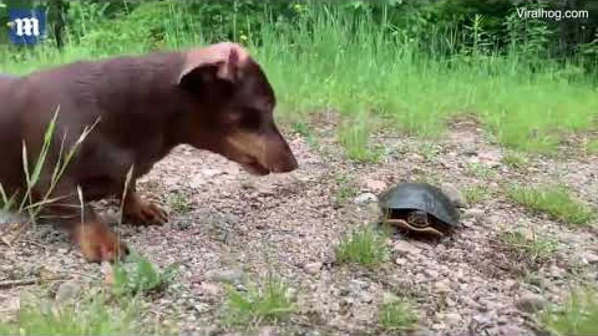 Το «λουκάνικο» είδε την χελώνα και... τρελάθηκε