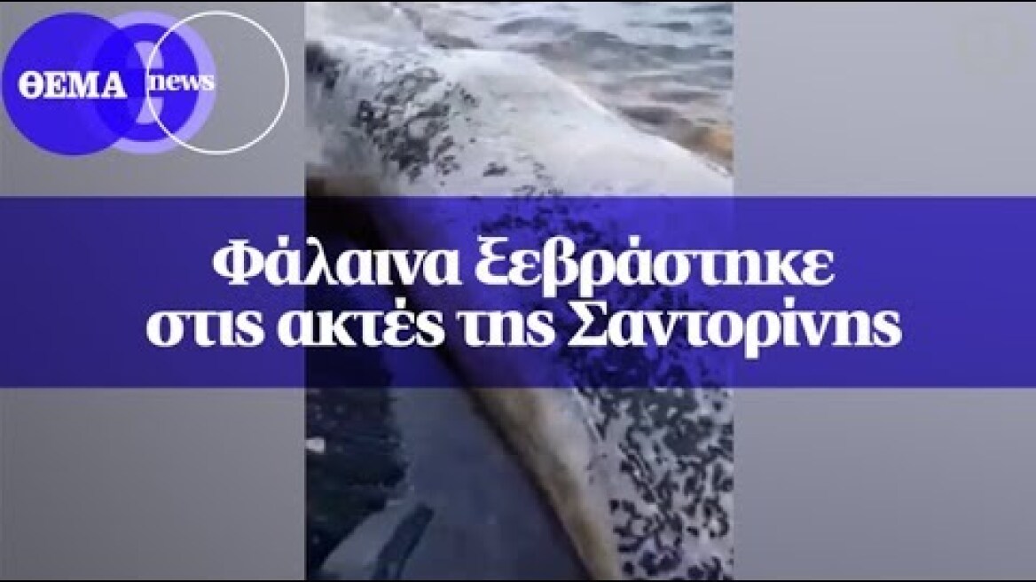 Φάλαινα ξεβράστηκε στις ακτές της Σαντορίνης