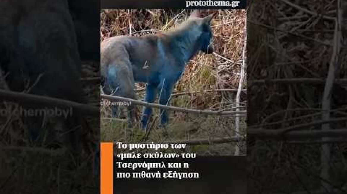 Το μυστήριο των «μπλε σκύλων» του Τσερνόμπιλ και η πιο πιθανή εξήγηση