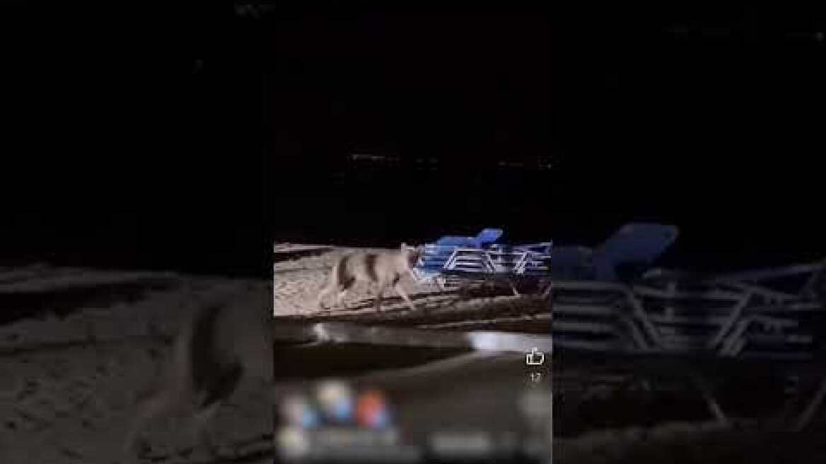 Λύκος ανάμεσα σε ξαπλώστρες στη Χαλκιδική