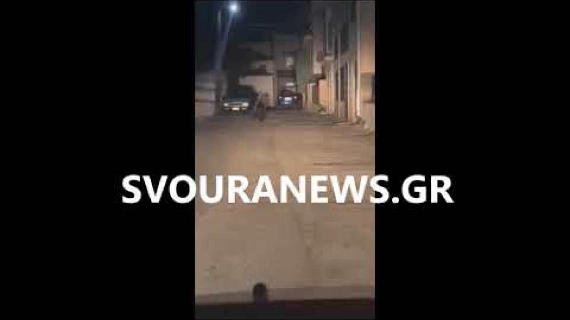 Αρκούδα μέσα στο Άργος Ορεστικό