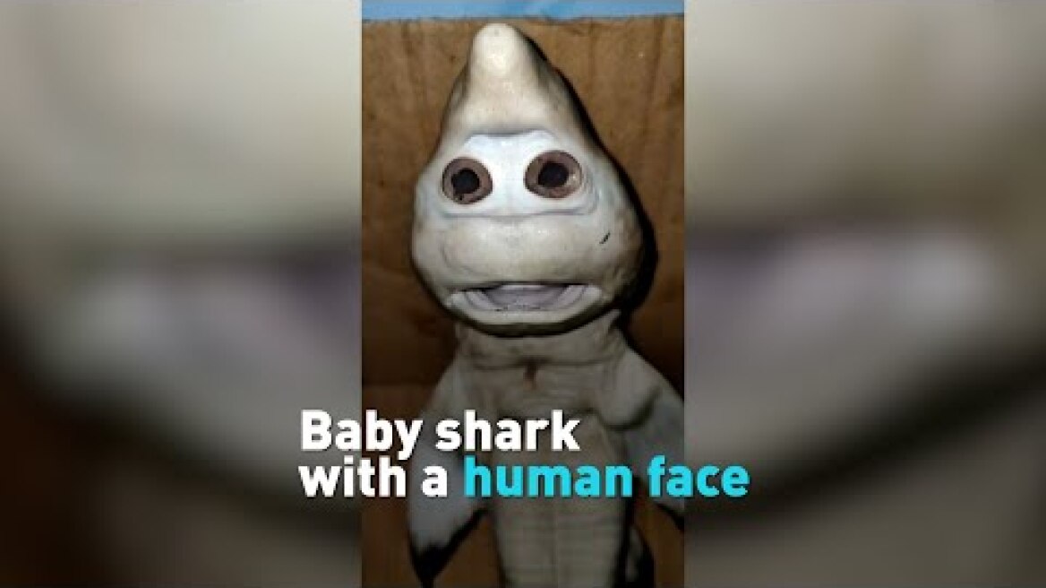 Baby shark with a 'human' face