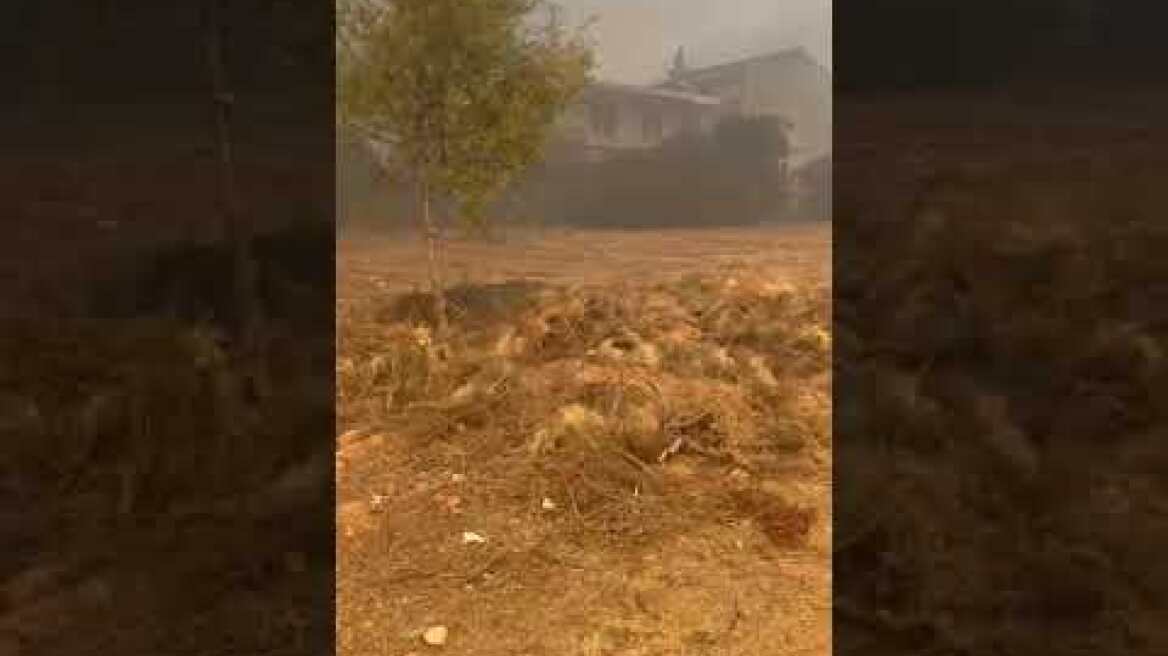 Φωτιά στα Βριλήσσια (6)