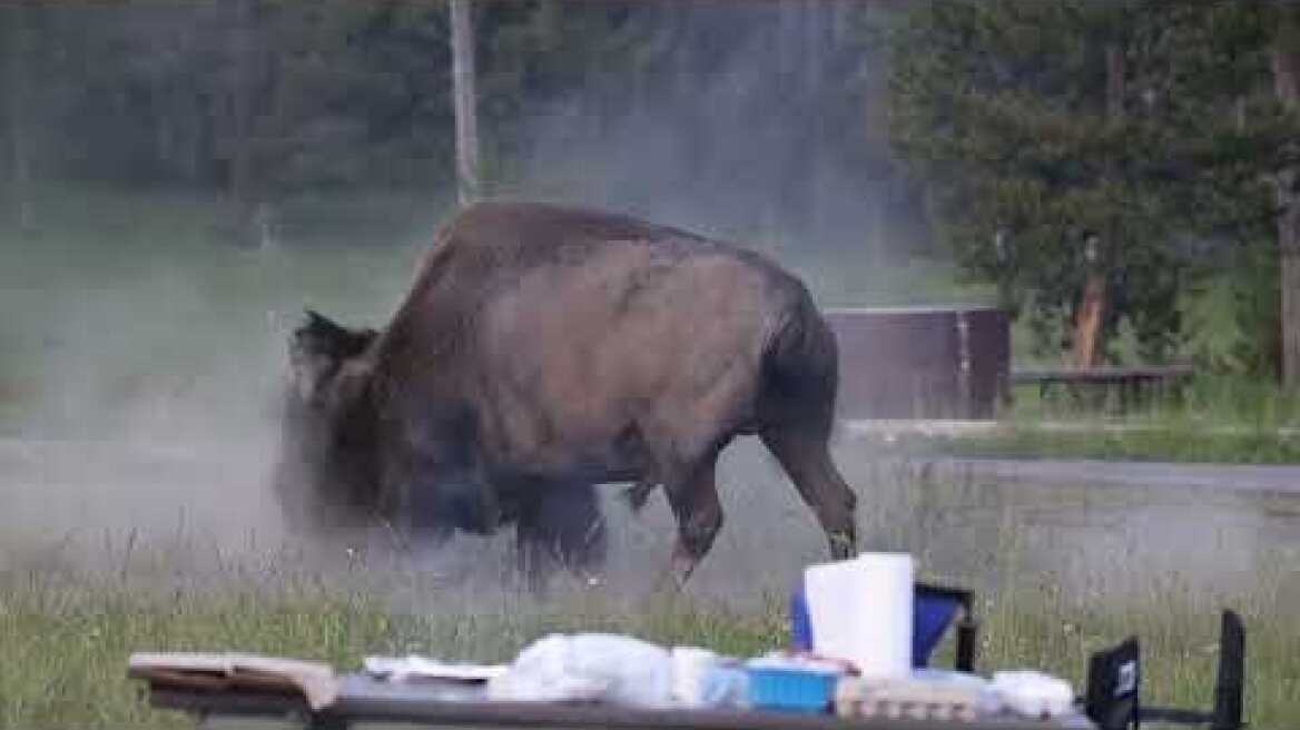 Bison Flips Grandpa In Yellowstone National Park